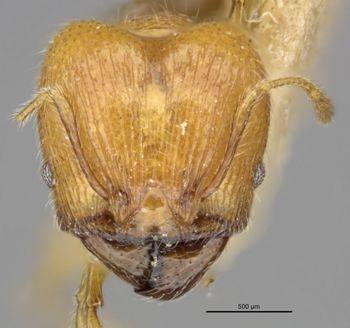 Media type: image;   Entomology 20658 Aspect: head frontal view